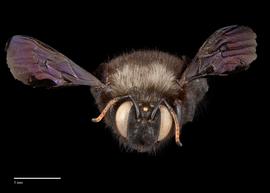   Xylocopa  nbsp;  violacea, male, face, habitus, photo: Colleen Meidt  
